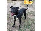 Ella, Terrier (unknown Type, Medium) For Adoption In Clinton, Tennessee