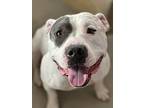 Jake, American Pit Bull Terrier For Adoption In Simi Valley, California