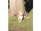 Jayce Ace Labrador Good Boy, Labrador Retriever For Adoption In Friendswood