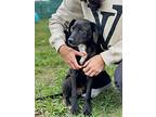 Labrador Retriever Puppy for sale in Friendswood, TX, USA