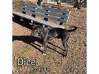 Dice, Labrador Retriever For Adoption In Clinton, Tennessee