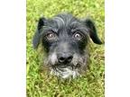 Scottie, Scottie, Scottish Terrier For Adoption In Greensboro, Maryland