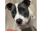 Ethel Mama Talbot, American Pit Bull Terrier For Adoption In Southampton