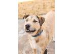 Heidi, Terrier (unknown Type, Medium) For Adoption In Ridgecrest, California