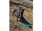 Mercury - $25 Adoption Fee Special, Labrador Retriever For Adoption In Clinton