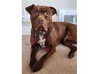 Denzel, American Pit Bull Terrier For Adoption In Amherst, New York