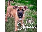 Stymie Little Rascal, Labrador Retriever For Adoption In Friendswood, Texas