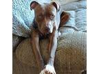 Gordy, American Staffordshire Terrier For Adoption In Wichita, Kansas