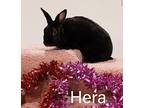 Hera, Mini Rex For Adoption In Mattawan, Michigan