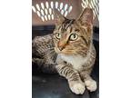 Jangle, Domestic Shorthair For Adoption In Troy, Virginia