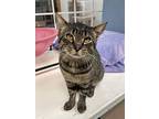 Rudolph, Domestic Shorthair For Adoption In Walden, New York