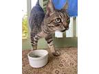 Queenie, Domestic Shorthair For Adoption In Mililani, Hawaii