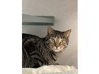 Peter, Domestic Shorthair For Adoption In Walden, New York