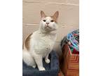 Charlie, Domestic Shorthair For Adoption In Walden, New York