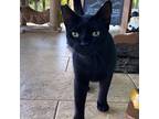 Forky, Domestic Shorthair For Adoption In Mililani, Hawaii