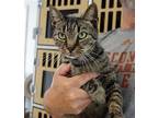 Diego, Domestic Shorthair For Adoption In Greenfield, Indiana