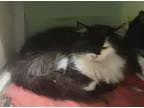 Celie & Sug, Domestic Longhair For Adoption In Clarksville, Indiana
