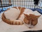 Noah, Domestic Shorthair For Adoption In Naples, Florida