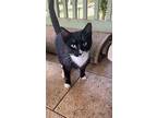 Scooby, Domestic Shorthair For Adoption In Mililani, Hawaii
