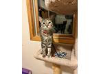 Tillie, Domestic Shorthair For Adoption In Anoka, Minnesota