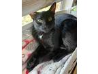 Buffy, Domestic Shorthair For Adoption In Los Angeles, California