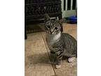 Bonkers, Domestic Shorthair For Adoption In Mililani, Hawaii