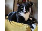 Bootsie, Domestic Shorthair For Adoption In Los Angeles, California