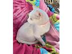 Snow-white, Siamese For Adoption In Missouri City, Texas