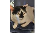 Lo Mein, Domestic Shorthair For Adoption In Greenfield, Indiana