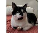 Mou, Domestic Shorthair For Adoption In Los Angeles, California