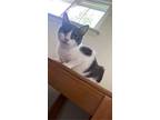 Ashley, American Shorthair For Adoption In Poplar Grove, Illinois