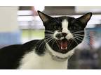 Spock, Domestic Shorthair For Adoption In Los Angeles, California