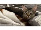 Toki, Domestic Shorthair For Adoption In Los Angeles, California