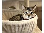 Messier 81, Domestic Shorthair For Adoption In Los Angeles, California