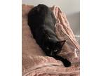 Clover, Domestic Shorthair For Adoption In Los Angeles, California