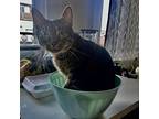 Ares, Domestic Shorthair For Adoption In Los Angeles, California