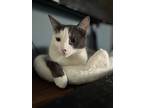 Jake, Domestic Shorthair For Adoption In Los Angeles, California