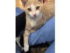 Stewie (bonded To Luffy), Domestic Shorthair For Adoption In Los Angeles