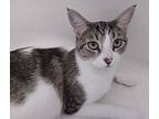 Sushi, Domestic Shorthair For Adoption In Los Angeles, California