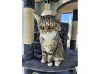 Lillie, Domestic Shorthair For Adoption In Greenfield, Indiana