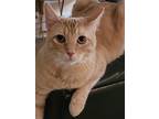 Winchester, Domestic Shorthair For Adoption In Los Angeles, California