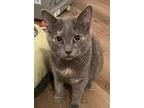 Hachi, Domestic Shorthair For Adoption In Los Angeles, California