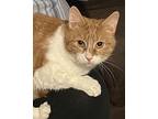 Clawdette, Domestic Shorthair For Adoption In Los Angeles, California
