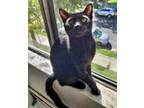 Bruin, Domestic Shorthair For Adoption In Los Angeles, California