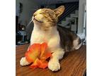 Gizmo, Domestic Shorthair For Adoption In Los Angeles, California