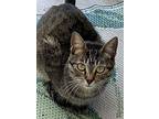 Chester, Domestic Shorthair For Adoption In Los Angeles, California