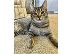 Cillian, Domestic Shorthair For Adoption In Los Angeles, California