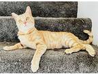 Molly, Domestic Shorthair For Adoption In Los Angeles, California