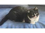 Ollie (bonded To Bugsy), Domestic Shorthair For Adoption In Los Angeles