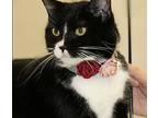 Gia, Domestic Shorthair For Adoption In Los Angeles, California